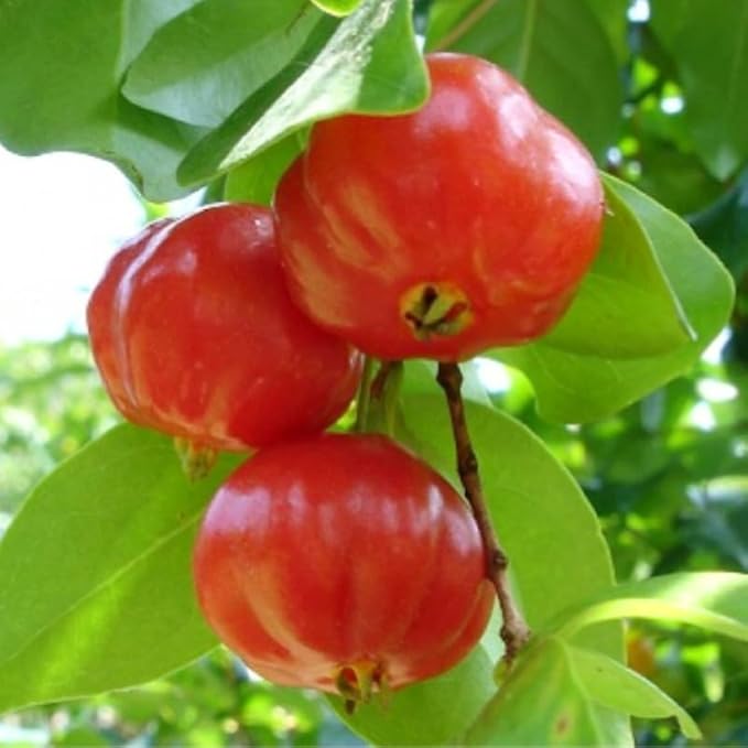 7 Months Old Barbados Cherry Tree Live Plant, Fast-Growing and High Yielding Sweet Fruit, Edible Fruit Bearing Tree for The Patio and Garden, No Pot, 4-8" in Tall