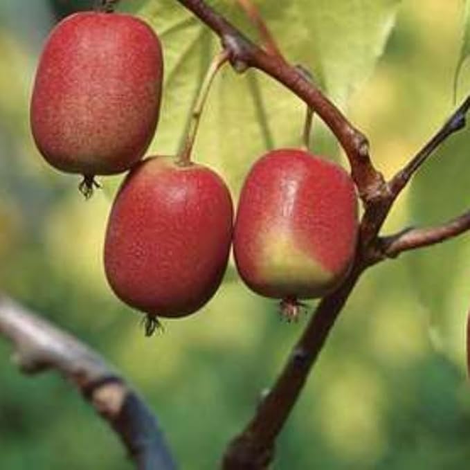 Live Kiwi Plants, Hardy Kiwi Berry Vine Starter Plants, Cold Hardy Edible Fruit Vines for Home Garden