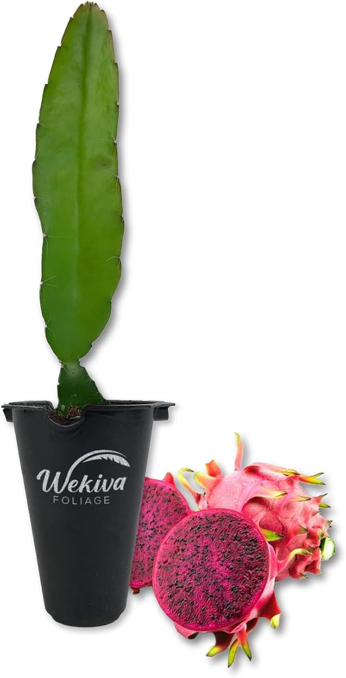 Edgar's Baby Dragon Fruit Tree - 2 Live Starter Plants - Hylocereous Undatus - Edible Tropical Fruit Plant from Florida