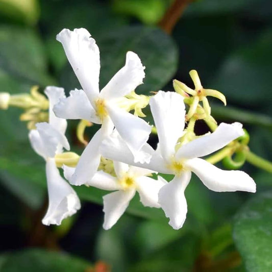 2 Jasmine Plants Live, Climbing Jasmine Flower Plant, Zone 4 to 11, 5 to 7 Inc in Height (Star)