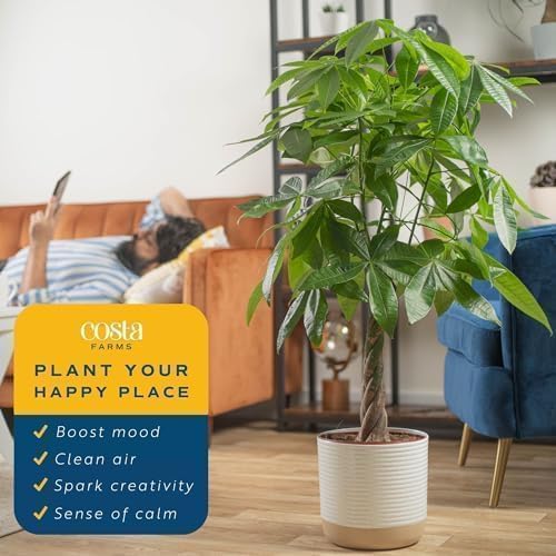 Costa Farms Money Tree Live Plant in Decorative Pot, Air Purifying, Large Indoor Houseplant, Perfect for Home, Room, or Office Decor, Great House Warming or Birthday Gift, 3-4 Feet Tall