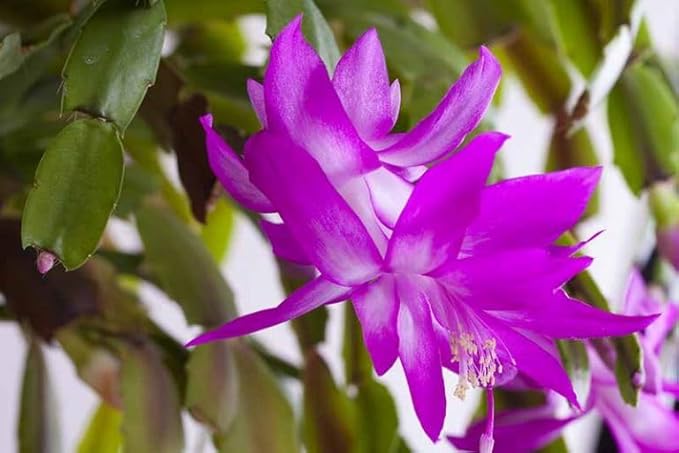 Purple Christmas Cactus Plant - Zygocactus, 4" Pot
