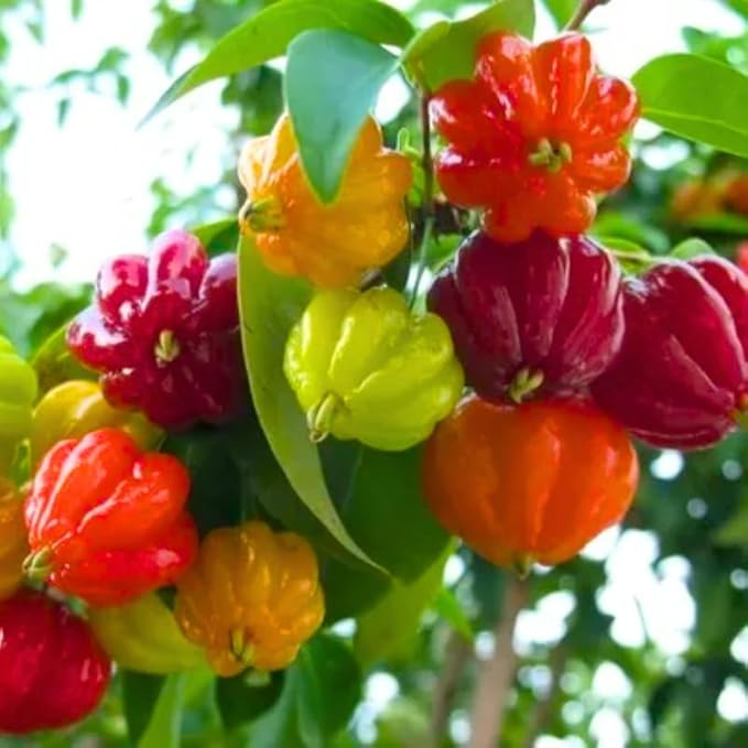7 Months Old Surinam Cherry Tree Live Plant, Fast-Growing and High Yielding Sweet Fruit, Edible Fruit Bearing Tree for The Patio and Garden, No Pot, 4-8" in Tall