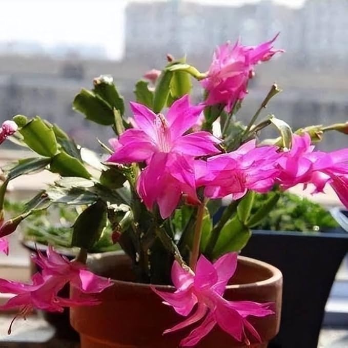 2 Christmas Cactus Plants Live, Starter Holiday Thanksgiving Cactus Plant for Indoor Outdoor Houseplants, Fasle Easter Cactus Plants Like, Cold Hardy, 5-9" in Tall, No Pot (Pink)