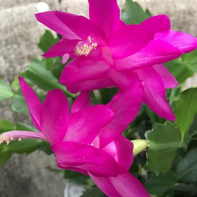 Purple Christmas Cactus Plant, 3-6" Tall Colorful Holiday Cactus Houseplant Easy Care Tropical Flowering Succulent Live Plants, Well Rooted, No Pot