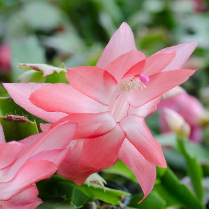Salmon Christmas Cactus Plant, 3-6" Tall Colorful Holiday Cactus Houseplant Easy Care Tropical Flowering Succulent Live Plants, Well Rooted, No Pot