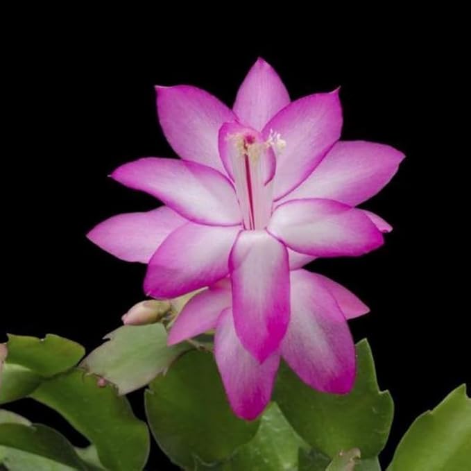 Pink Christmas Cactus Plant, 3-6" Tall Colorful Holiday Cactus Houseplant Easy Care Tropical Flowering Succulent Live Plants, Well Rooted, No Pot