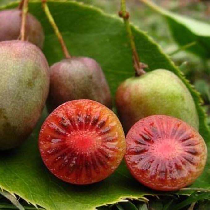 Live Kiwi Plants, Hardy Kiwi Berry Vine Starter Plants, Cold Hardy Edible Fruit Vines for Home Garden