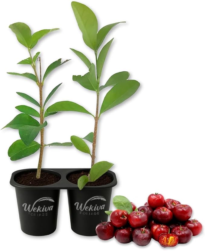 Barbados Cherry Tree - 2 Live Starter Plants - Malpighia Emarginata - Edible Fruit Bearing Tree for The Patio and Garden