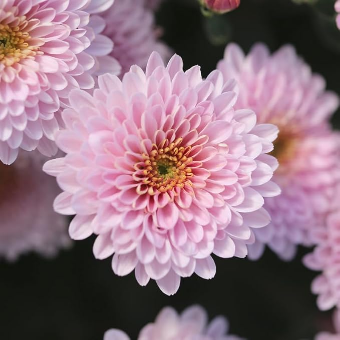 Pack 3 Pink Chrysanthemum Plants, Mums Plants Live, 3 to 6 Inch Tall Garden Mum Live Plant, Vibrant Fall Blooms, Hardy Chrysanthemum Flowers, No Pot