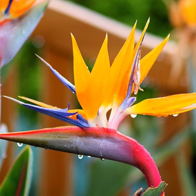 Bird of Paradise Plant Live, 5" to 12" Tall, Established Roots, Strelitzia Reginae Live Plant Houseplant Indoor Outdoor (Orange)