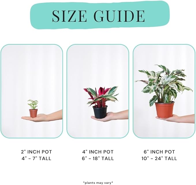 CoollectivePlants Calathea Assorted – Live Calathea Plants in 4″ Grower’s Pots (6 Pack), Easy Low Maintenance Indoor Houseplants, Pet Friendly, Includes UniHeat Pack for Winter Protection