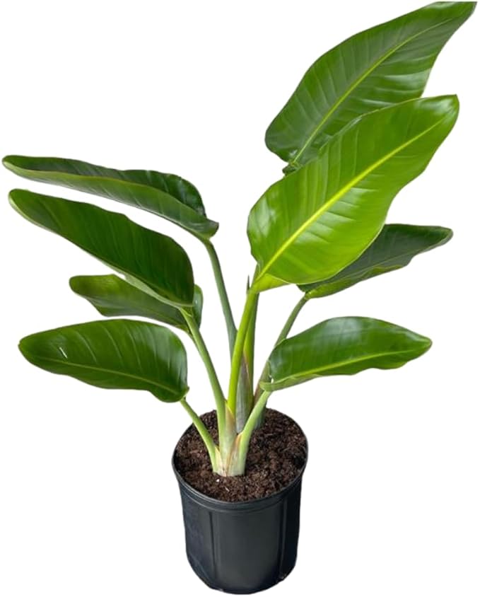 White Bird of Paradise Live Tropical Houseplant Ideal for Home or Office Decor (24-28 inches Tall) in 10 inch Grower Pot