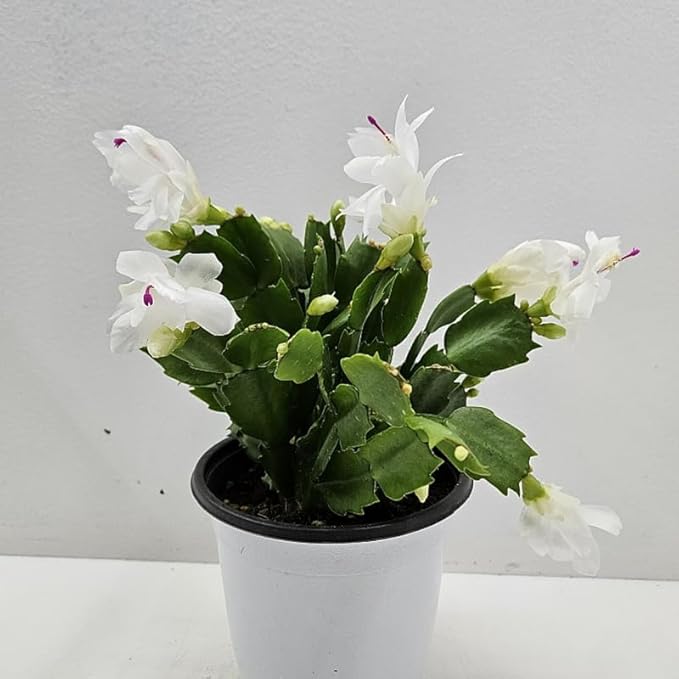 Christmas Cactus Plants Live, Thanksgiving Cactus Easter Cactus Like, 4-8 Inc Tall, Cold Hardy, Holiday Cactus for Indoor Outdoor Planting, Starter Size (White)