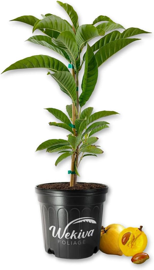 Canistel Egg Fruit Tree - Live Plant in a 3 Gallon Growers Pot - Pouteria Campechiana - Beautiful Edible Fruit Bearing Tree for Patio and Garden