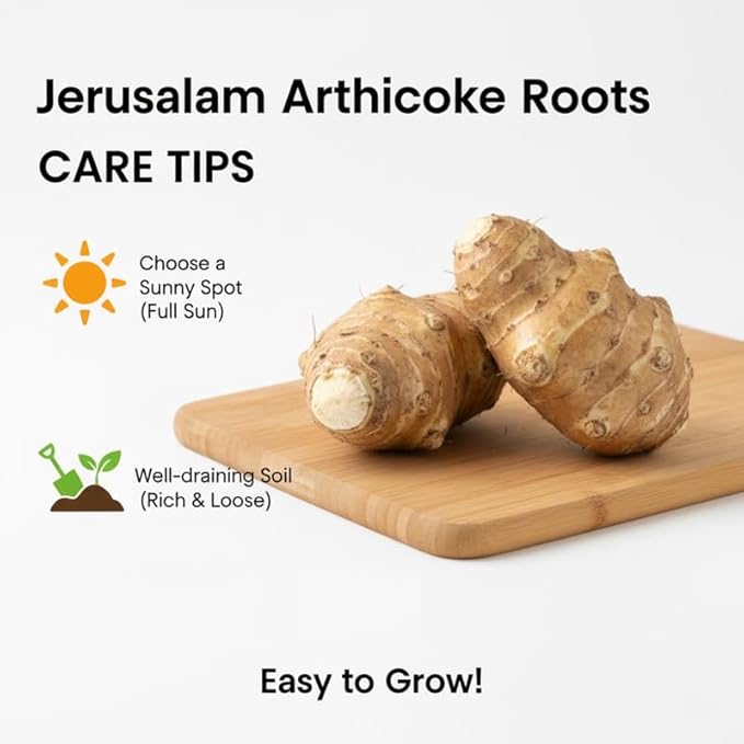 1 Pound Large Jerusalem Artichokes Tubers for Planting, Fresh Sunchokes Sunroots, Hardy Edible Perennial Roots for Outdoor Vegetable Garden