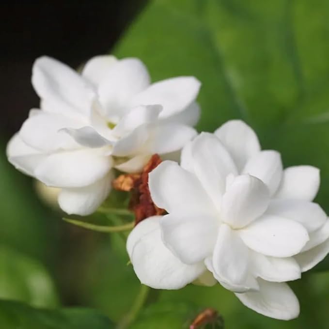 2 Jasmine Plants Live, Climbing Jasmine Flower Plant, Zone 4 to 11, 5 to 7 Inc in Height (Maid of Orleans)