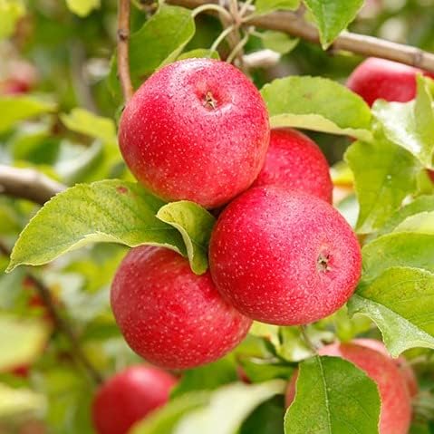TriStar Plants - Pink Lady Apple Tree, 1 Gallon Pot - Healthy Established Roots, Young Easy Tree, Edible Fruit, Semi-Dwarf, Crisp Apple.