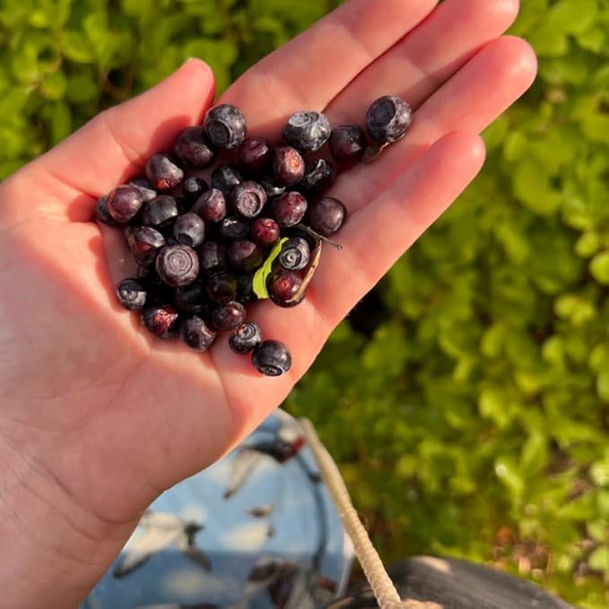 Huckleberry Plant Live, Sweet Edible Berries Tree 6-10 Inch Tall, Hardy Fruit Bushes for Outdoor Garden