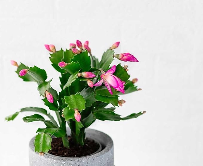 American Plant Exchange Live Christmas Cactus 3-Pack – 4-Inch Pot Cover – Easy Care Flowering Succulents with Festive Blooms for Holiday Home Décor, Kitchens, Offices & Indoor Winter Displays