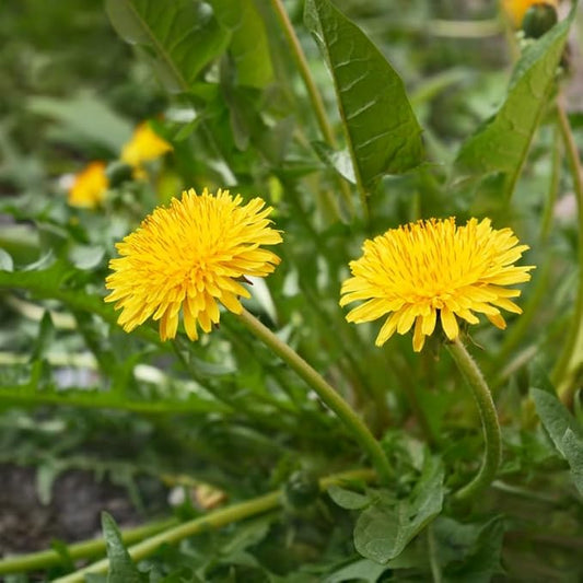 Dandelion Plants Live in 4 Inch Pot, Dandelion Plant, Dandelion Starter Plant for Outdoor Garden, Yellow Dandelion Plants