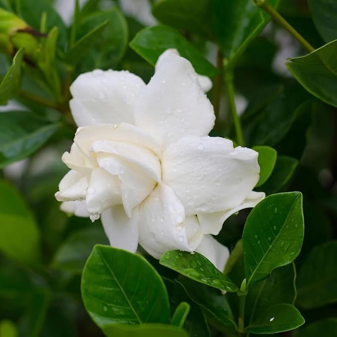 Live Aimee Gardenia Plant Giant Jasmine Flowers Shurb White Double Gardenia Flower Shurb Cape Jasmine Plant 8-12 Inch Tall