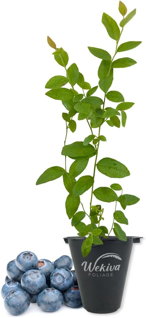 Sunshine Blue Blueberry Plant - 1 Live Starter Plant - Vaccinium - Edible Fruit Bearing Bush for The Patio and Garden