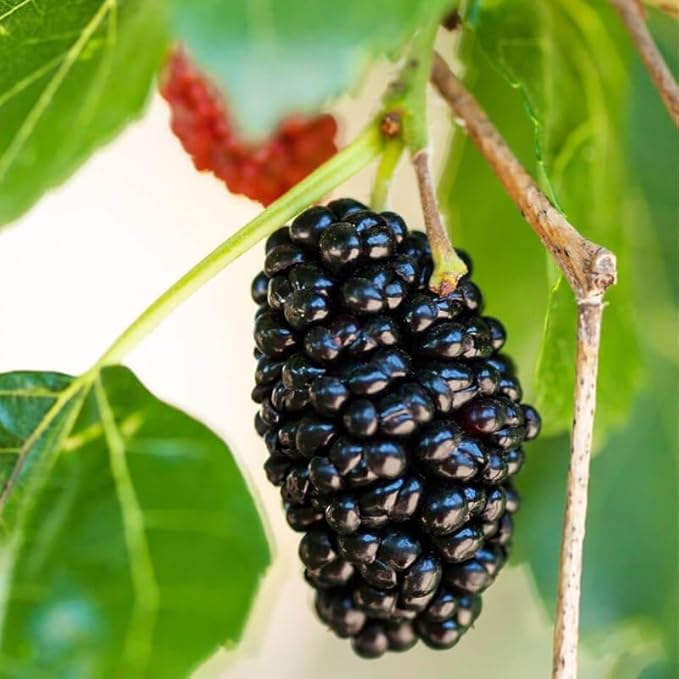Mulberry Tree Live Plant, 5 to 8 Inch Tall, Sweet Mulberry Plant Live Seedling, No Pot, Edible Mulberries Fruit Tree Plant (Dwarf Everbearing Mulberry)