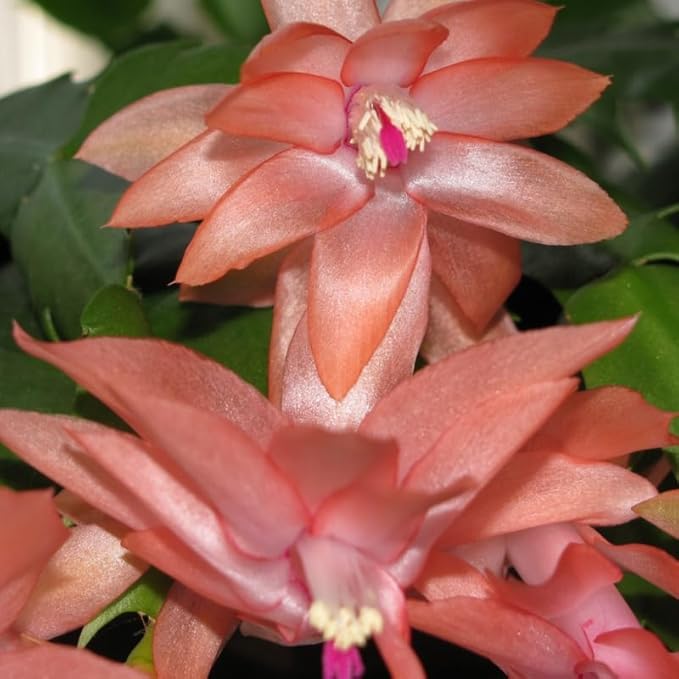 Salmon Christmas Cactus Plant, 3-6" Tall Colorful Holiday Cactus Houseplant Easy Care Tropical Flowering Succulent Live Plants, Well Rooted, No Pot