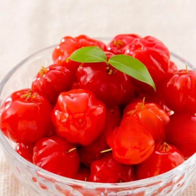 7 Months Old Surinam Cherry Tree Live Plant, Fast-Growing and High Yielding Sweet Fruit, Edible Fruit Bearing Tree for The Patio and Garden, No Pot, 4-8" in Tall