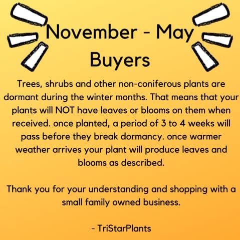 TriStar Plants - Pink Lady Apple Tree, 1 Gallon Pot - Healthy Established Roots, Young Easy Tree, Edible Fruit, Semi-Dwarf, Crisp Apple.
