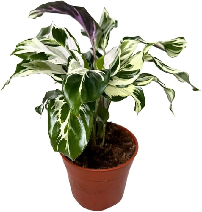 CoollectivePlants Calathea Stella – Live Calathea Plant in 6″ Grower’s Pot, Easy Low Maintenance Indoor Houseplant, Pet Friendly, Includes UniHeat Pack for Winter Protection