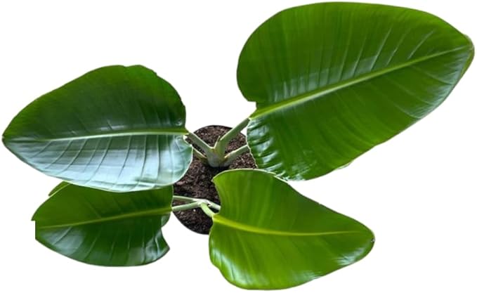 White Bird of Paradise Live Tropical Houseplant Ideal for Home or Office Decor (24-28 inches Tall) in 10 inch Grower Pot