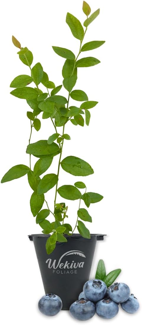 Biloxi Blueberry Plant - 1 Live Starter Plant - Vaccinium - Edible Fruit Bearing Bush for The Patio and Garden