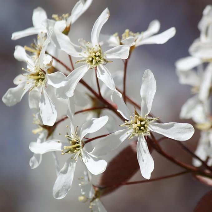 Serviceberry Live Plant, 12-18 Inch Tall Tree in Quart Pot, Edible Berry Tree and Ornamental Shrub for Garden or Landscape