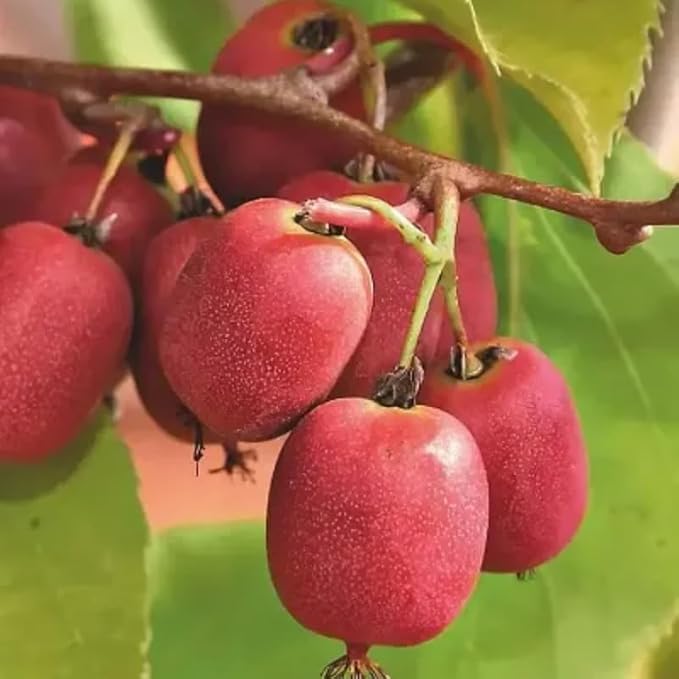 Live Kiwi Plants, Hardy Kiwi Berry Vine Starter Plants, Cold Hardy Edible Fruit Vines for Home Garden