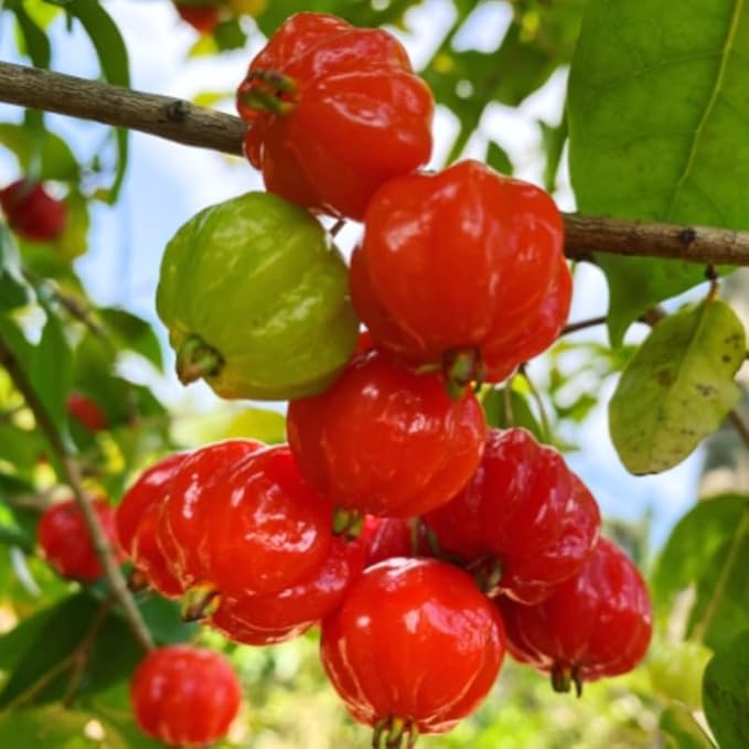 7 Months Old Surinam Cherry Tree Live Plant, Fast-Growing and High Yielding Sweet Fruit, Edible Fruit Bearing Tree for The Patio and Garden, No Pot, 4-8" in Tall