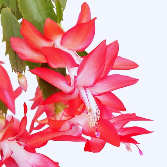 Red Christmas Cactus Plant, 3-6" Tall Colorful Holiday Cactus Houseplant Easy Care Tropical Flowering Succulent Live Plants, Well Rooted, No Pot