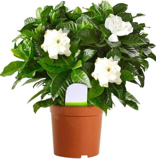 Live Aimee Gardenia Plant Giant Jasmine Flowers Shurb White Double Gardenia Flower Shurb Cape Jasmine Plant 8-12 Inch Tall