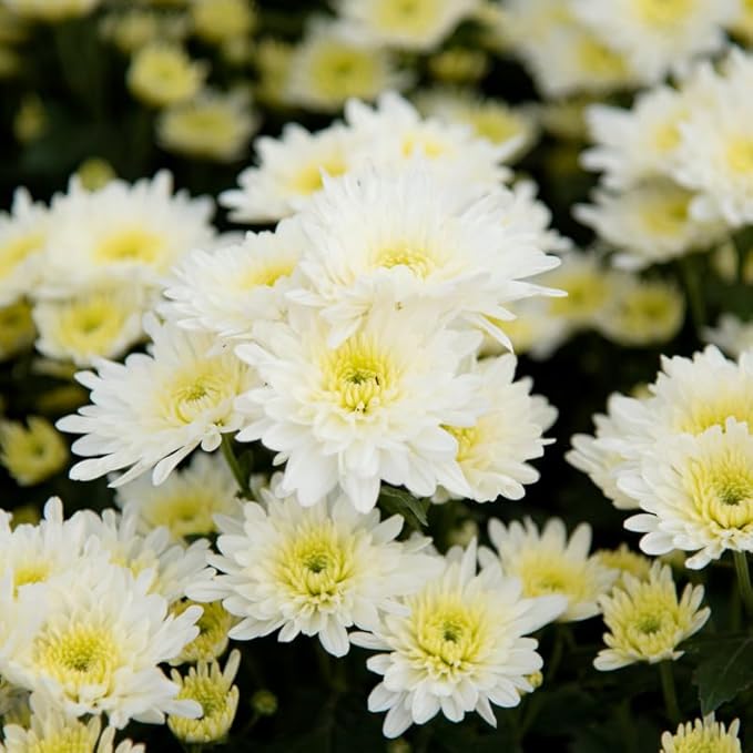 White Chrysanthemum Plant, Set 2 White Mums Plants Live, Hardy Perennial Mum Live Plant, 3 to 6 Inch Tall Garden Mum Starter Plants for Garden Beds, Containers, Vibrant Fall Blooms, No Pot