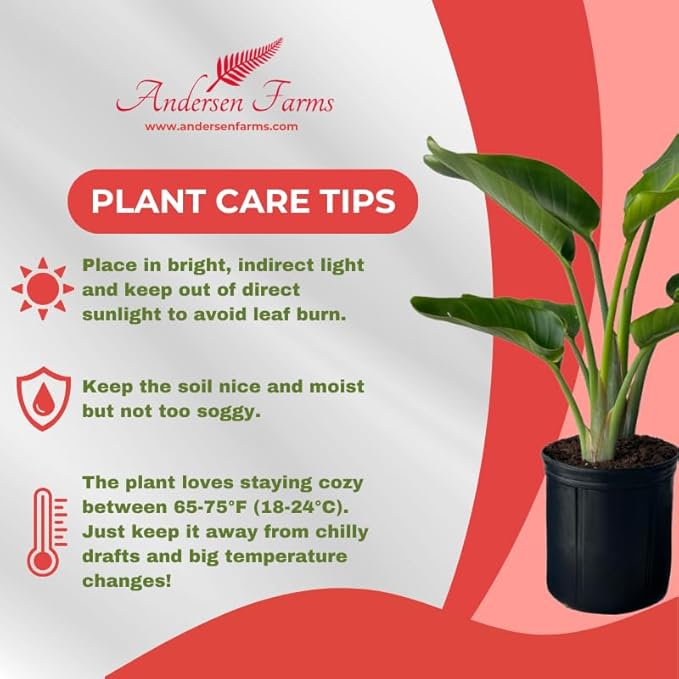 White Bird of Paradise Live Tropical Houseplant Ideal for Home or Office Decor (24-28 inches Tall) in 10 inch Grower Pot