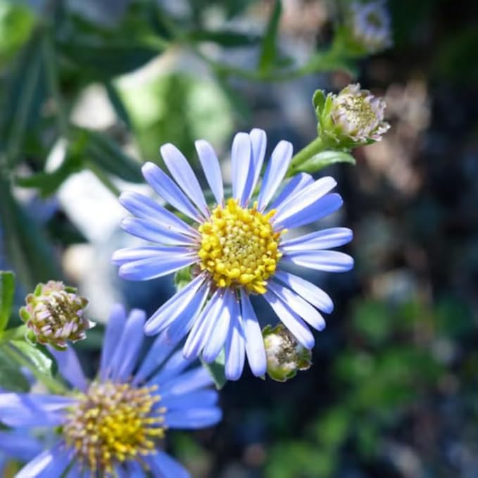 Live Aster Plant for Planting, Vibrant Blue Blooms 4-9 Inch Tall, Hardy and Perennial Aster, Ideal for Container and Outdoor Growing
