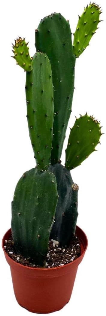 BubbleBlooms Opuntia ficus-Indica, Prickly Pear Cactus, Rare Cactus in a 4 inch Pot Well Rooted
