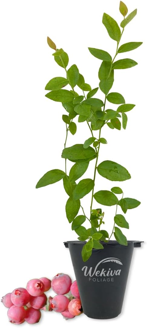 Pink Lemonade Blueberry Plant - 1 Live Starter Plant - Vaccinium - Edible Fruit Bearing Bush for The Patio and Garden