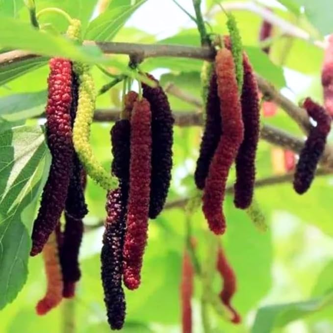 Mulberry Tree Live Plant, 5 to 8 Inch Tall, Sweet Mulberry Plant Live Seedling, No Pot, Edible Mulberries Fruit Tree Plant (Pakistan Mulberry)
