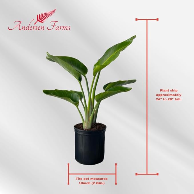 White Bird of Paradise Live Tropical Houseplant Ideal for Home or Office Decor (24-28 inches Tall) in 10 inch Grower Pot