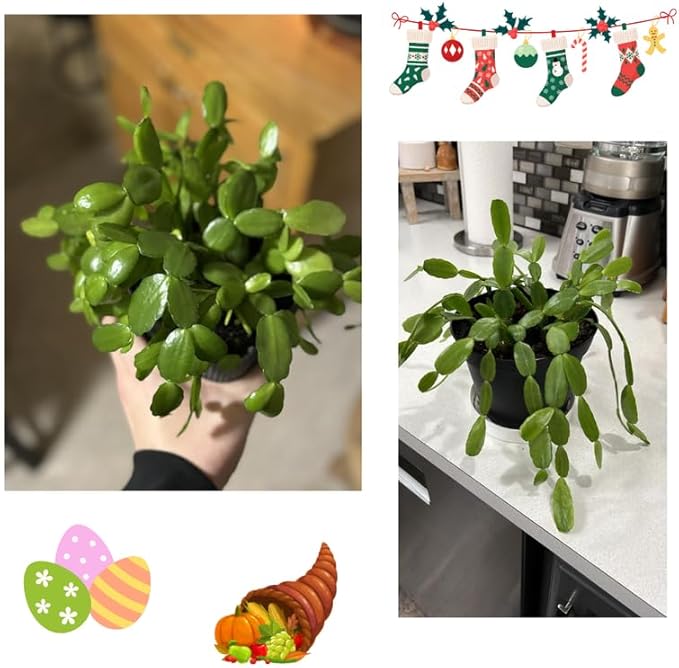 2 Christmas Cactus Plants Live, Starter Holiday Thanksgiving Cactus Plant for Indoor Outdoor Houseplants, Fasle Easter Cactus Plants Like, Cold Hardy, 5-9" in Tall, No Pot (Yellow)