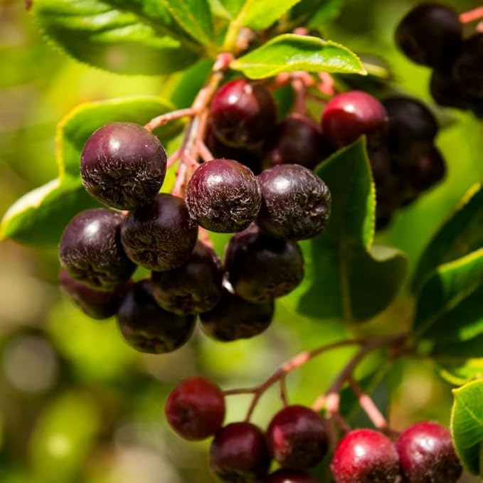Huckleberry Plant Live, Sweet Edible Berries Tree 6-10 Inch Tall, Hardy Fruit Bushes for Outdoor Garden