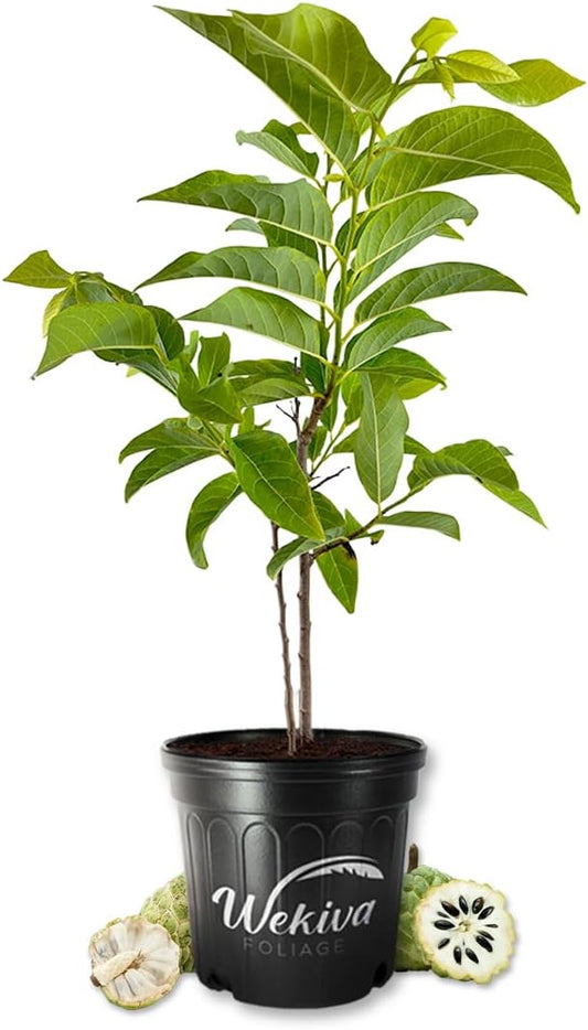 Sugar Apple Tree - Sweetsop - Live Plant in a 3 Gallon Growers Pot - Annona Squamosa - Beautiful Edible Fruit Bearing Tree for Patio and Garden