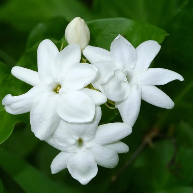 Arabian Jasmine (Jasminum Sambac) - Live, Fragrant, Blooming, Indoor/Outdoor Decorative Plant (2 Arab jas sacs)